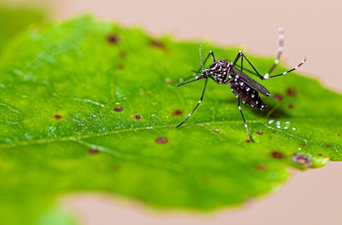 Female mosquitoes rely on one another to choose the best breeding sites − and with the arrival of spring, they’re already on the hunt