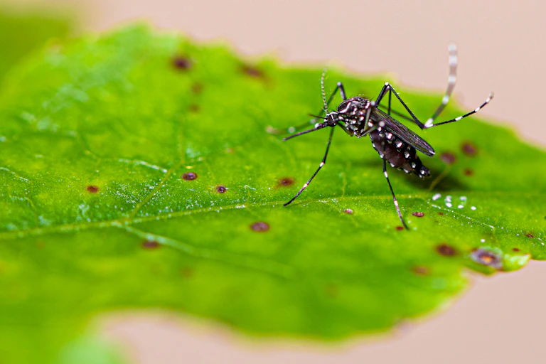 A spotted mosquito on a green leaf