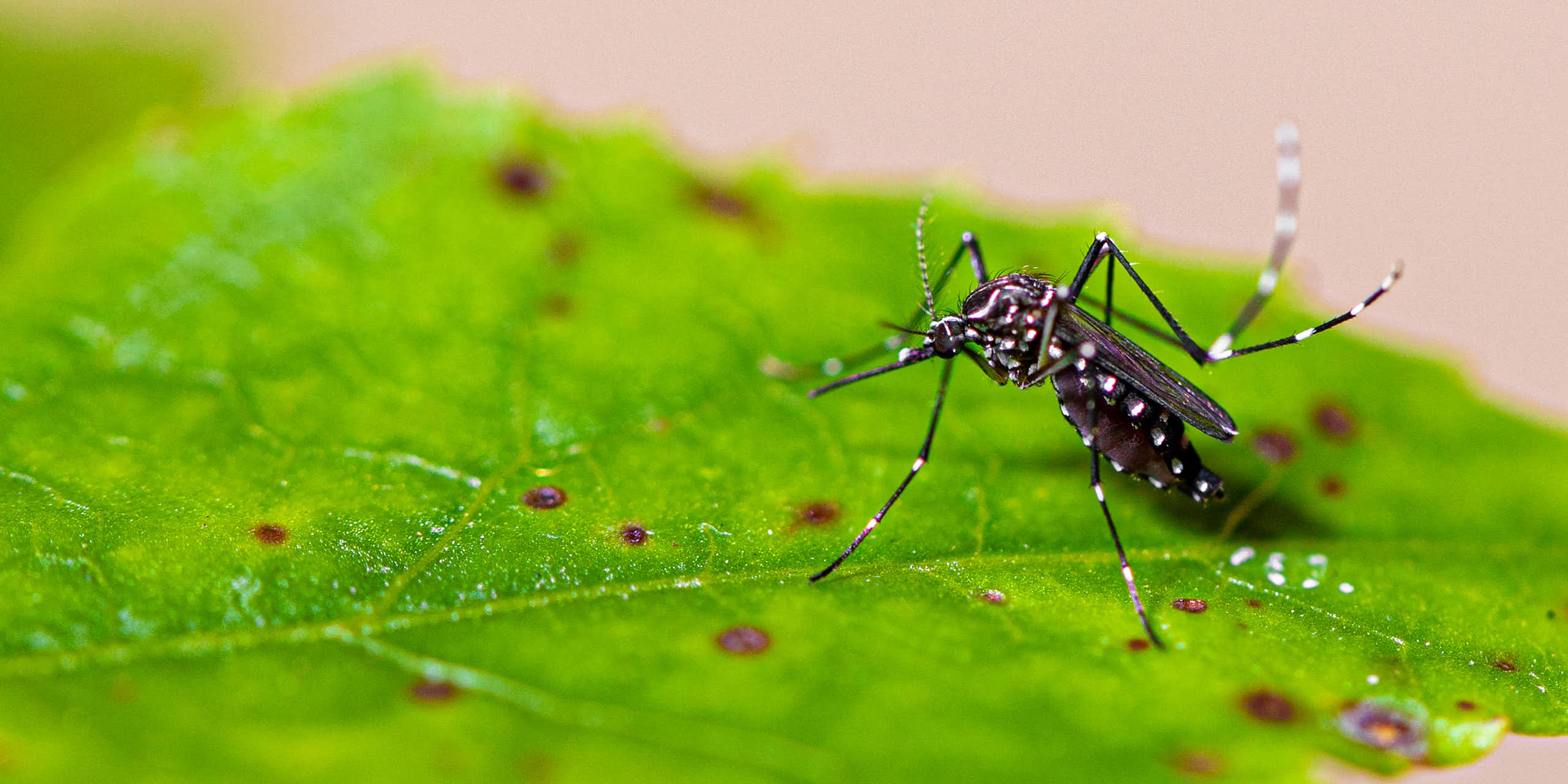 A spotted mosquito on a green leaf