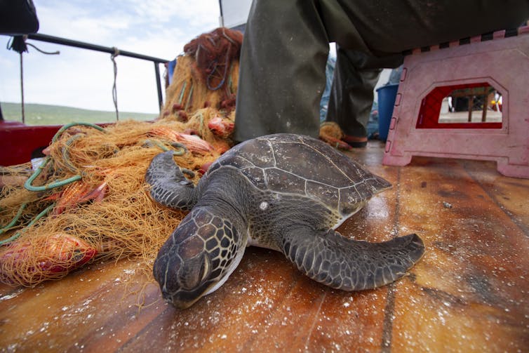 Sàn gỗ của thuyền, rùa nằm trên lưới màu cam, chân ngư dân ở phía sau
