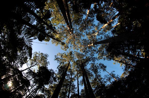 Tasmania’s tall eucalypt forests will be wiped out by heatwaves unless we step in to help them
