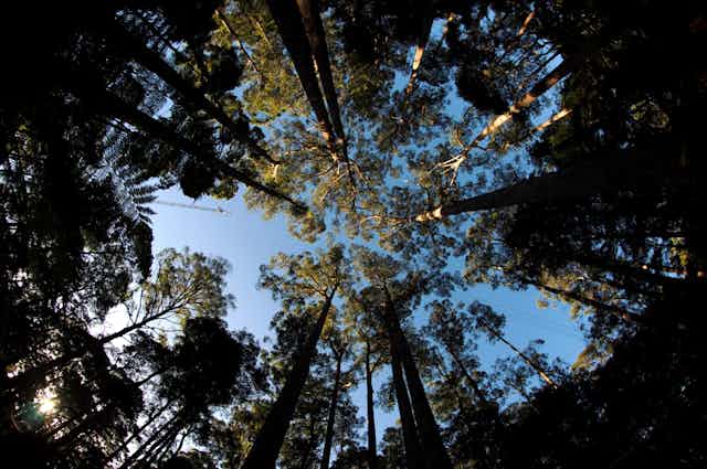 Looking up into the treetops of the Warra forest in Tasmania, with the blue sky in the background