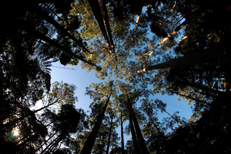 Looking up into the treetops of the Warra forest in Tasmania, with the blue sky in the background