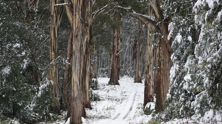 australian alps, snow and gum trees