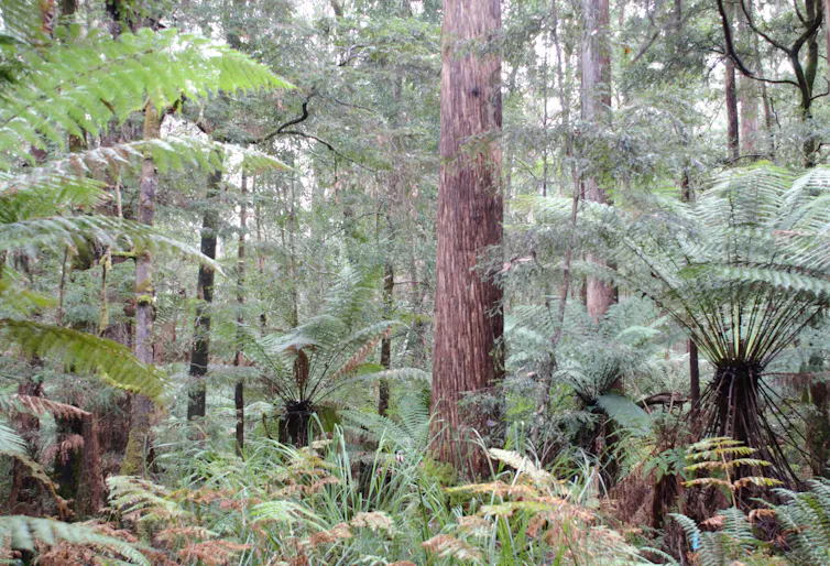 Peering inside the forest, looking through ferns and sedges at ground level and trees of various heights beneath the canopy