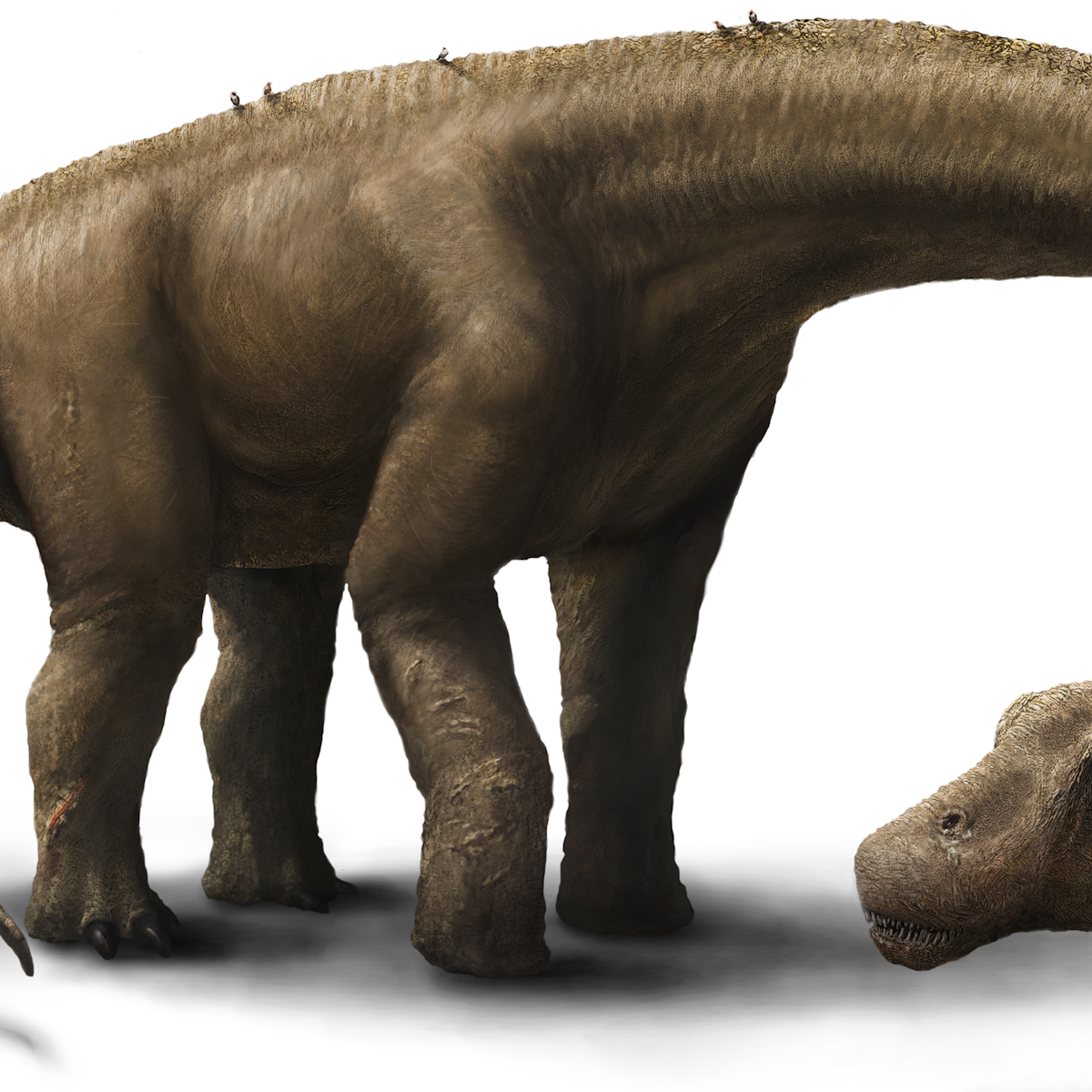 Meet Dreadnoughtus, the Mesozoic monster that patrolled Argentina 80 million  years ago