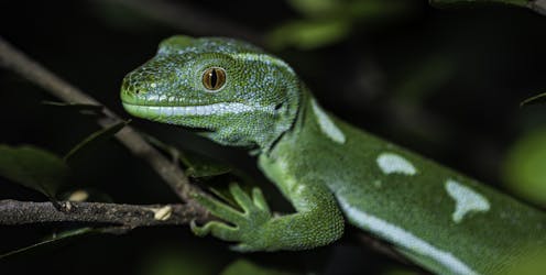 The government wants to fast-track approvals of large infrastructure projects – that’s bad news for NZ’s biodiversity