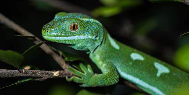 Auckland green gecko, Naultinus elegans elegans, sitting on a branch.