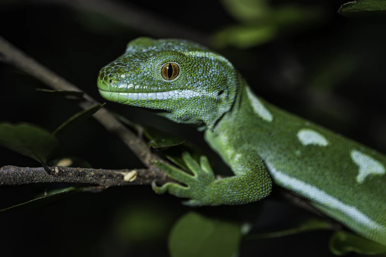 Auckland green gecko, Naultinus elegans elegans, sitting on a branch.