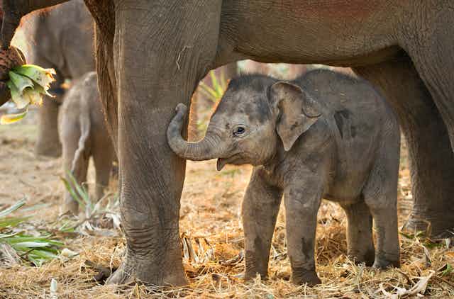 Cría de elefante de pie bajo las patas de un elefante adulto, suelo de hierba amarilla, elefantes borrosos en el fondo.