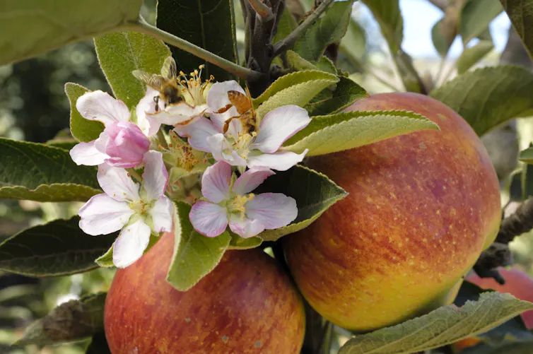 Bees pollinating apple flowers.