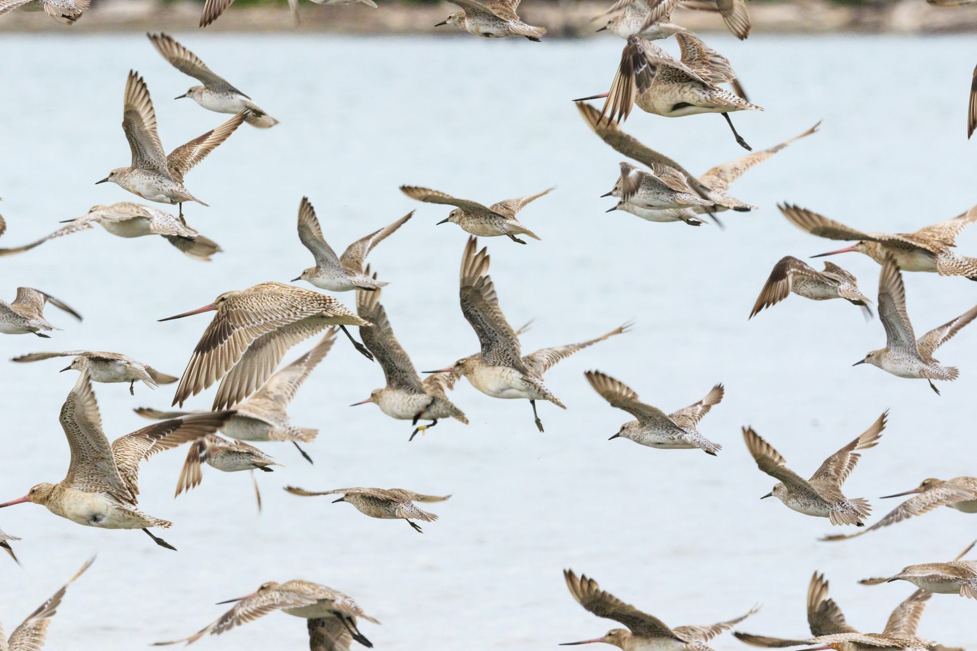 A flock of bar-tailed godwits
