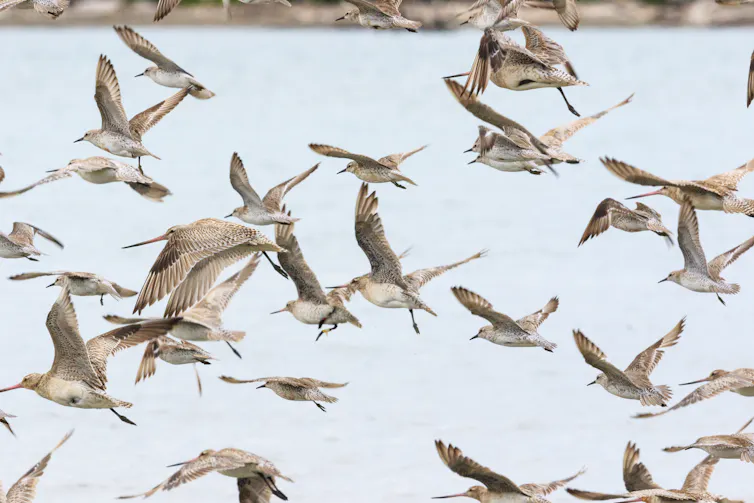A flock of bar-tailed godwits