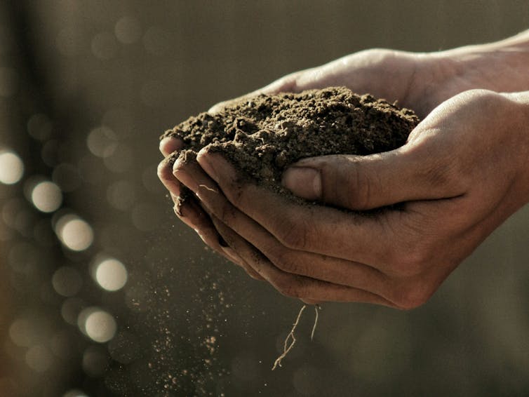 Cupped hands holds soil against a dark background with a tendril of plant root dangling through the fingers.