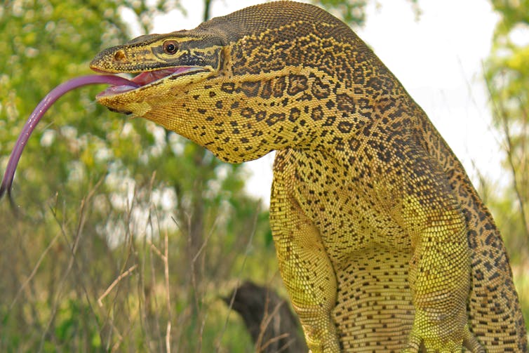 a yellow lizard with its tongue out