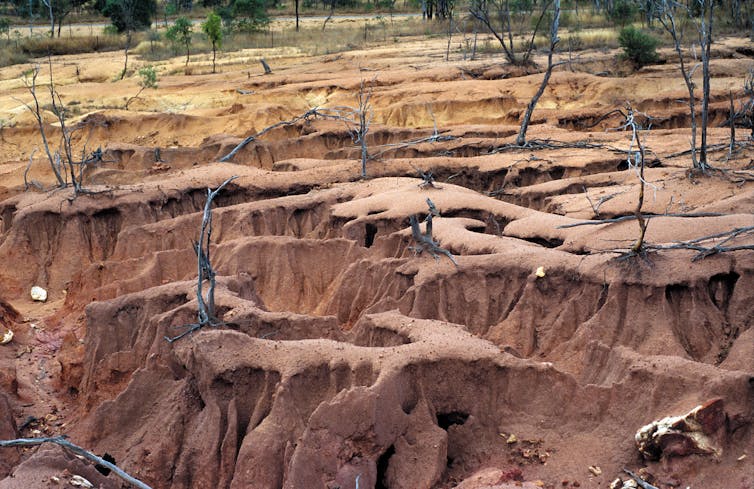 eroded landscape and dead trees