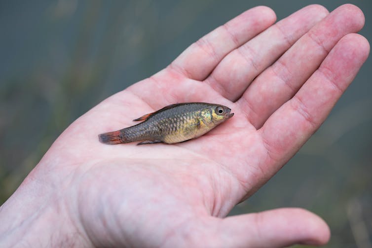 A southern pygmy perch held in the palm of a person's hand