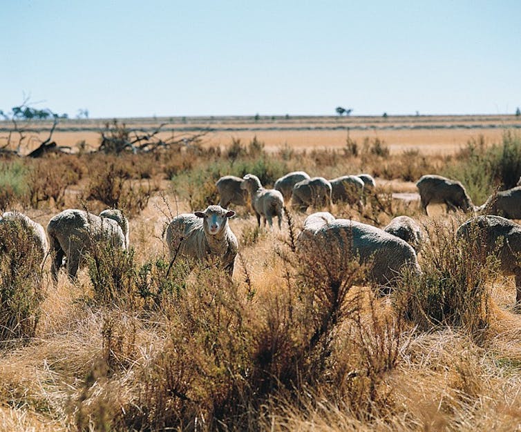 Sheep grazing saltbush on revegetated saltland