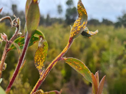Myrtle rust is lethal to Australian plants. Could citizen scientists help track its spread?