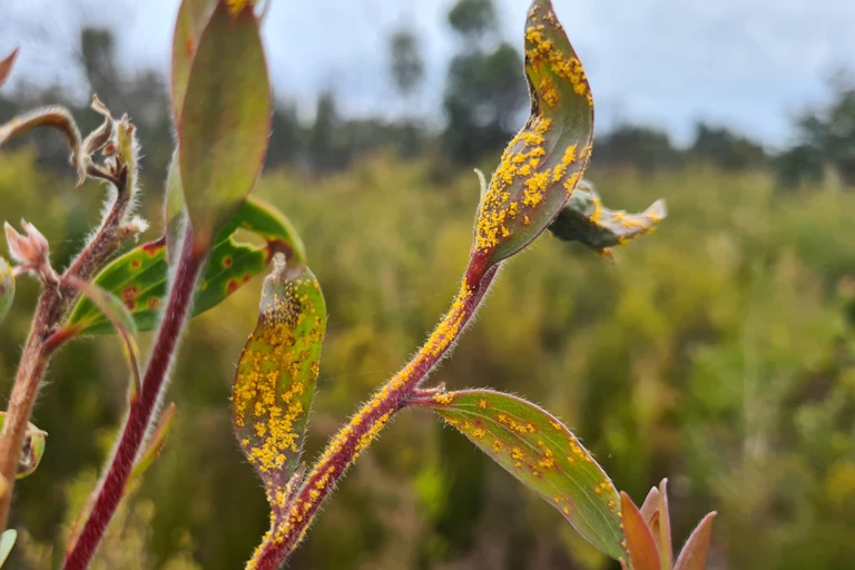 myrtle rust on a melaleuca