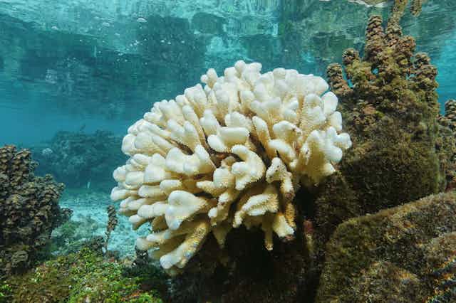 A coral bleached white.