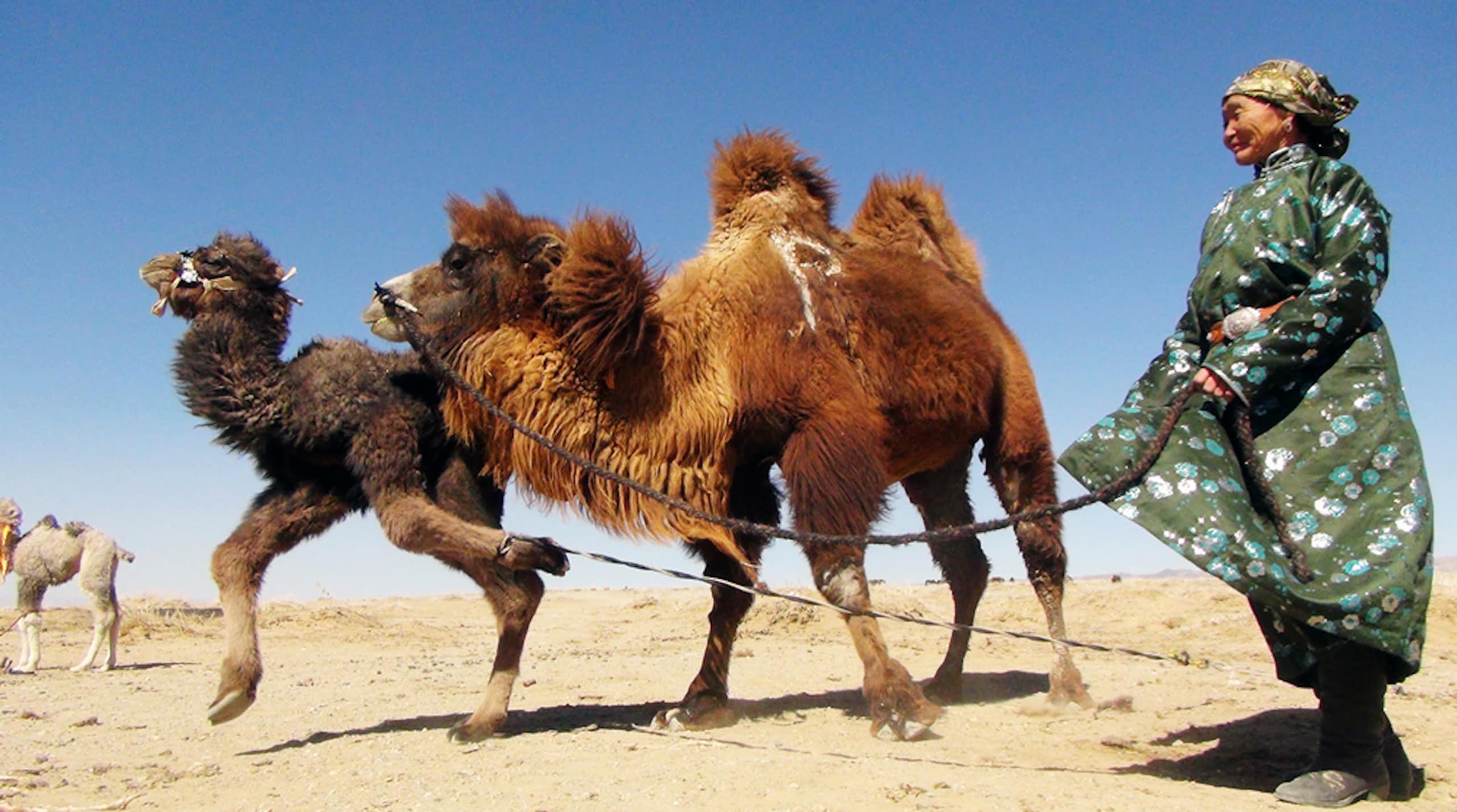 Pastora nómada de Mongolia llevando a sus camellos.