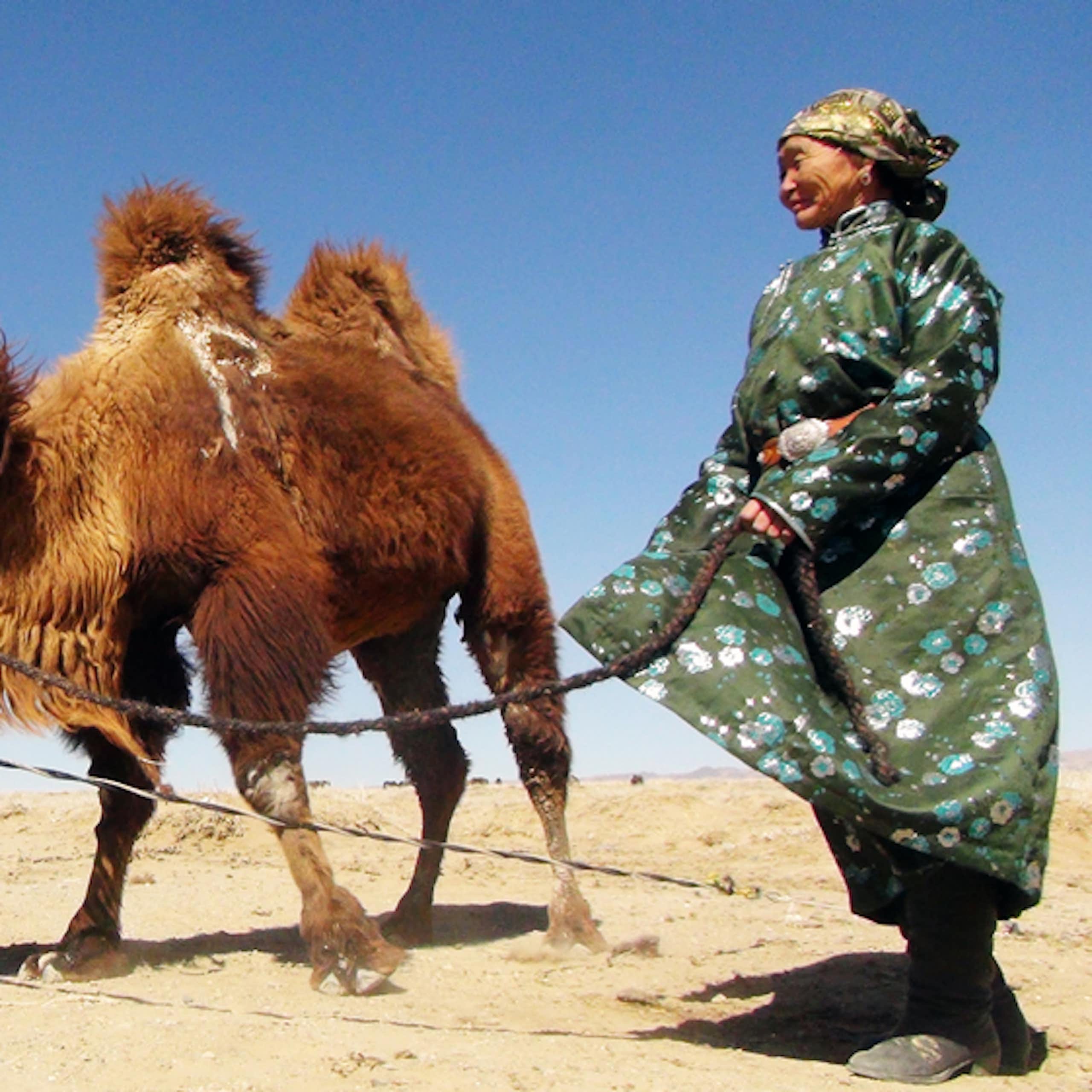 Pastora nómada de Mongolia llevando a sus camellos.