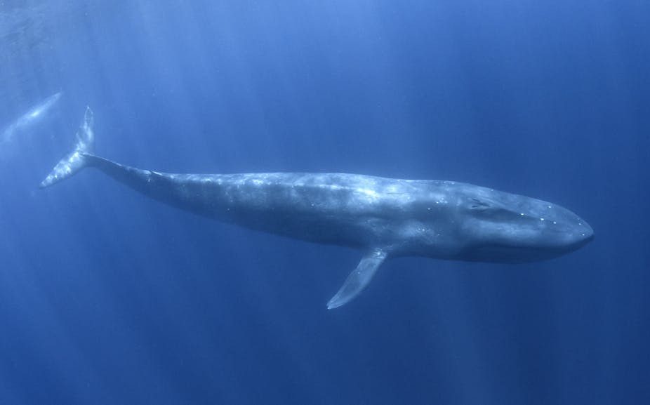 Photo of a lone whale