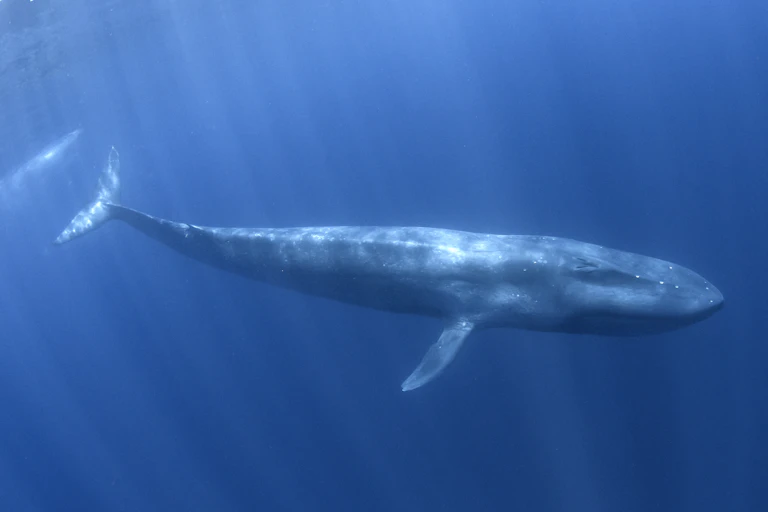 Photo of a lone whale