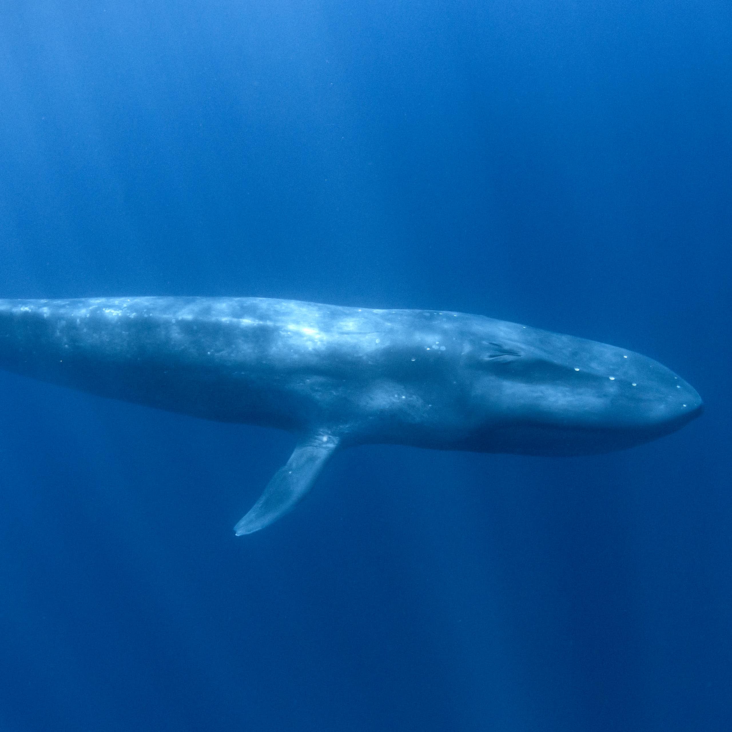 Blue whales: first discovery near Seychelles in decades – what our study found
