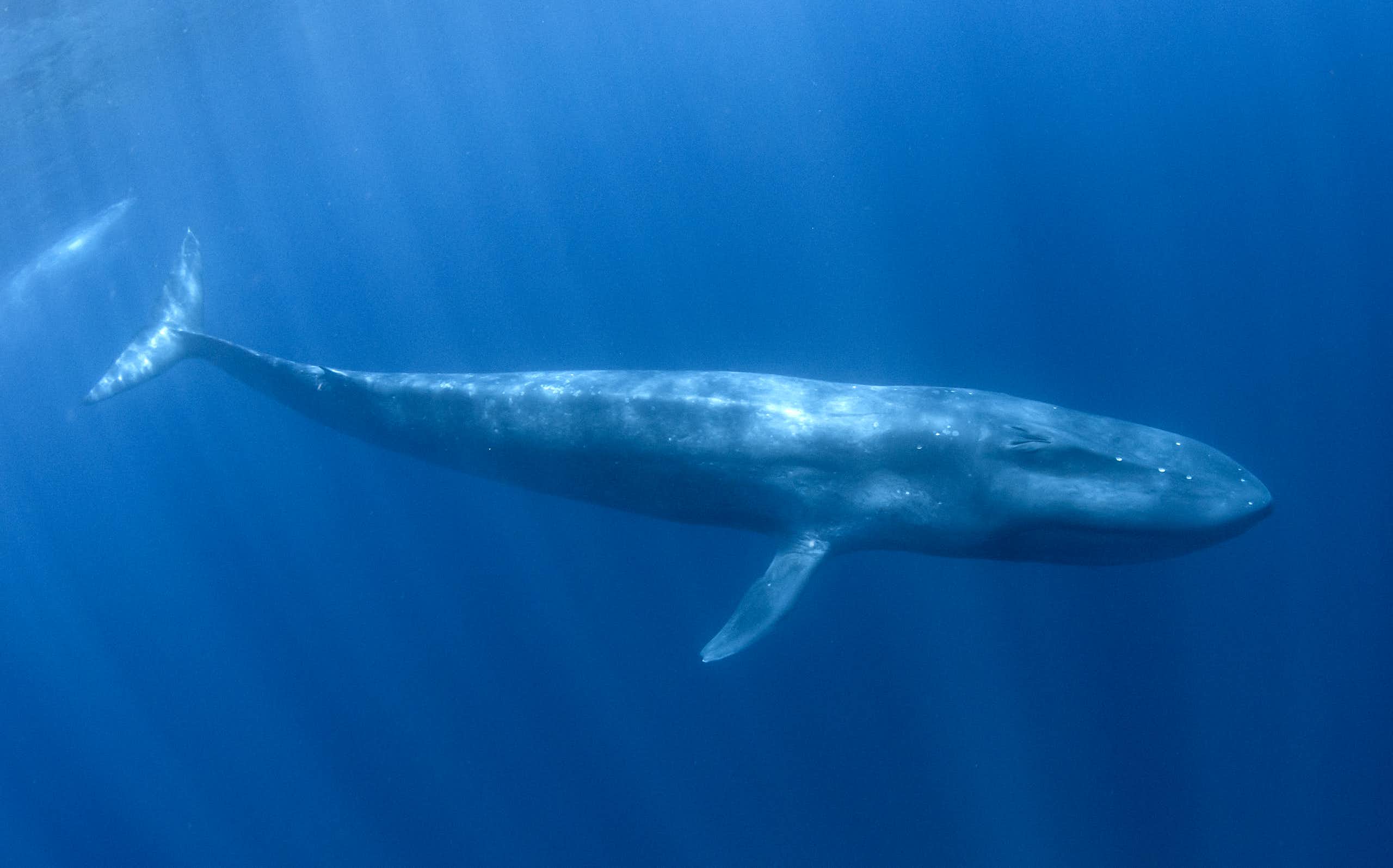 Photo  of a lone whale