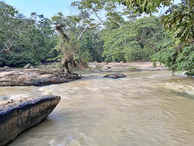 A flowing river surrounded by trees