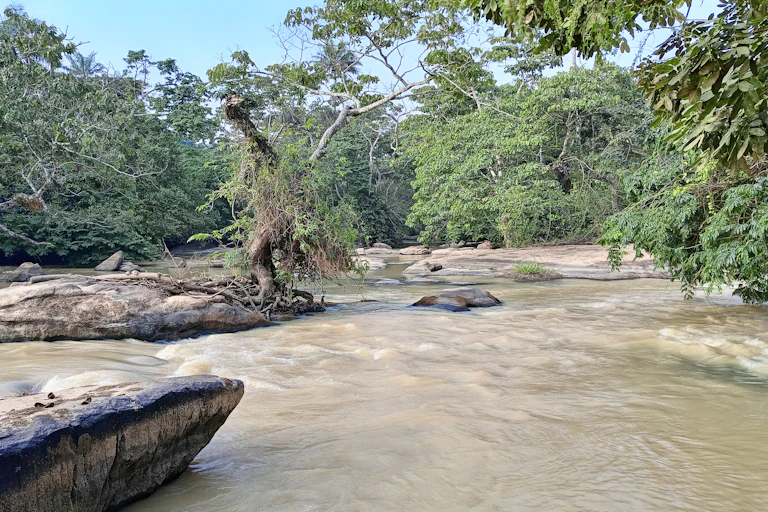 A flowing river surrounded by trees