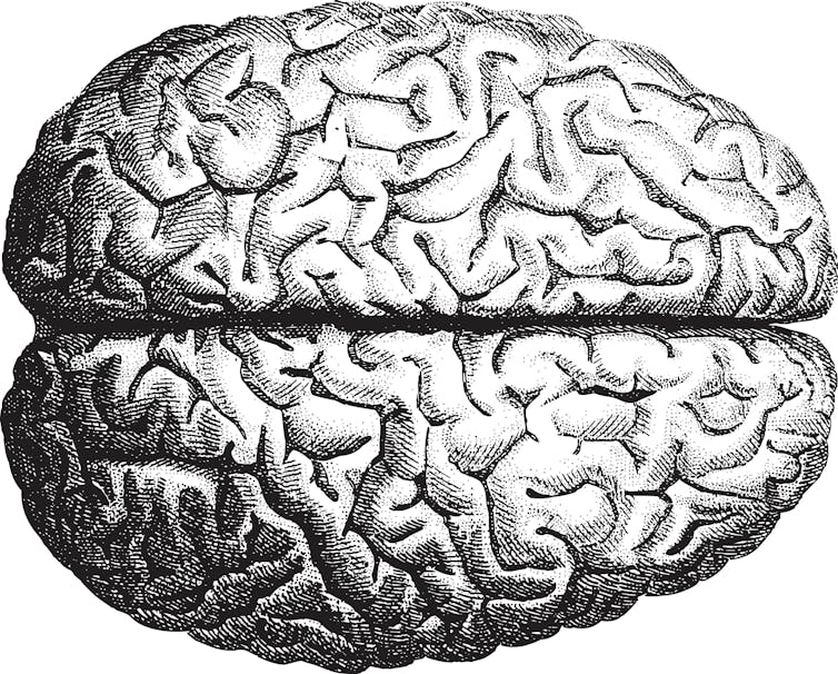 An illustration of a brain