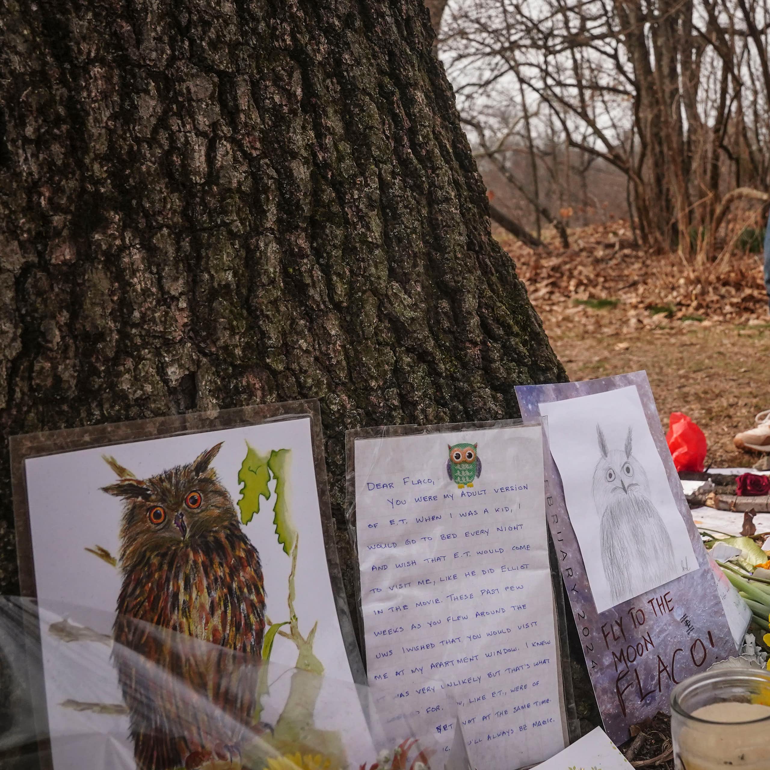 Flowers and candles left as offerings in front of  pictures of an owl, resting against the base of a tree trunk, while a man in dark sunglasses sits nearby.
