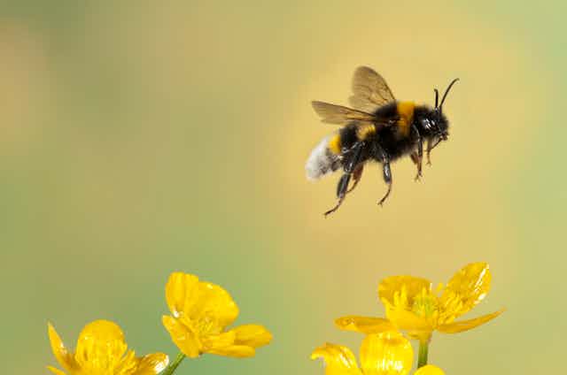 Bumble bee flying above yellow flowers