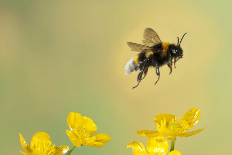 Bumble bee flying above yellow flowers