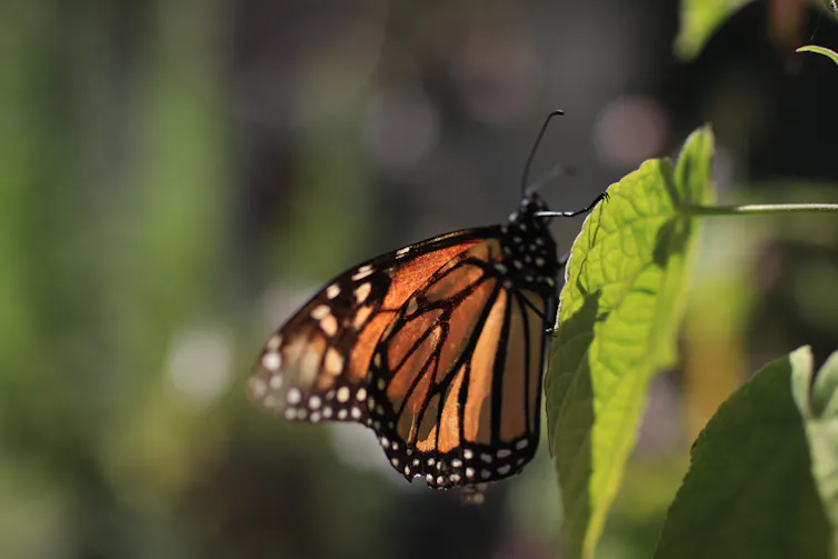 monarch butterfly on green leaf