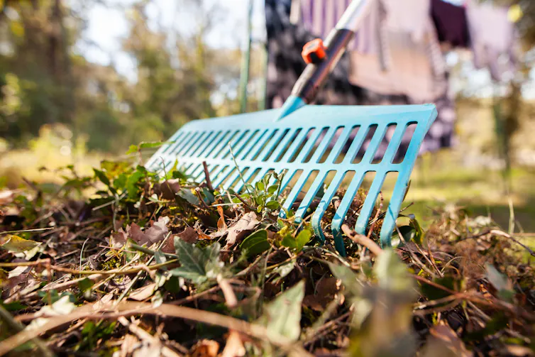 rake with leaves in garden
