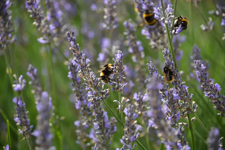 buble bees feedin on lavender