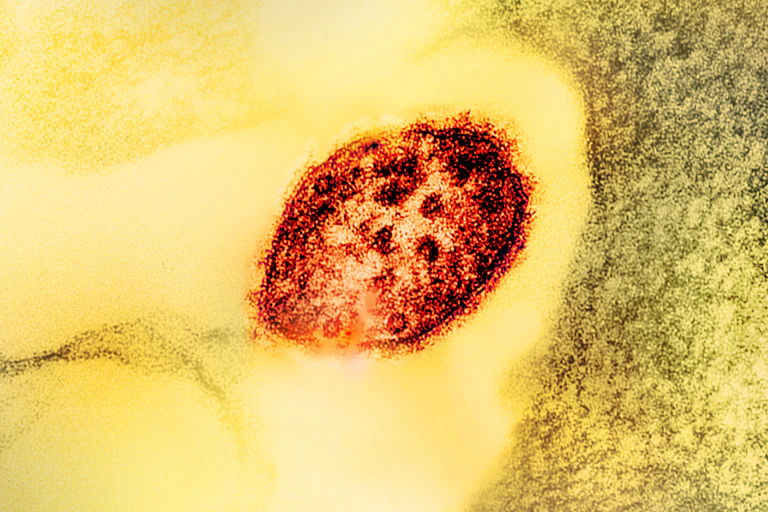 Microscopic view of a red almond-shaped virus particle on a yellow background