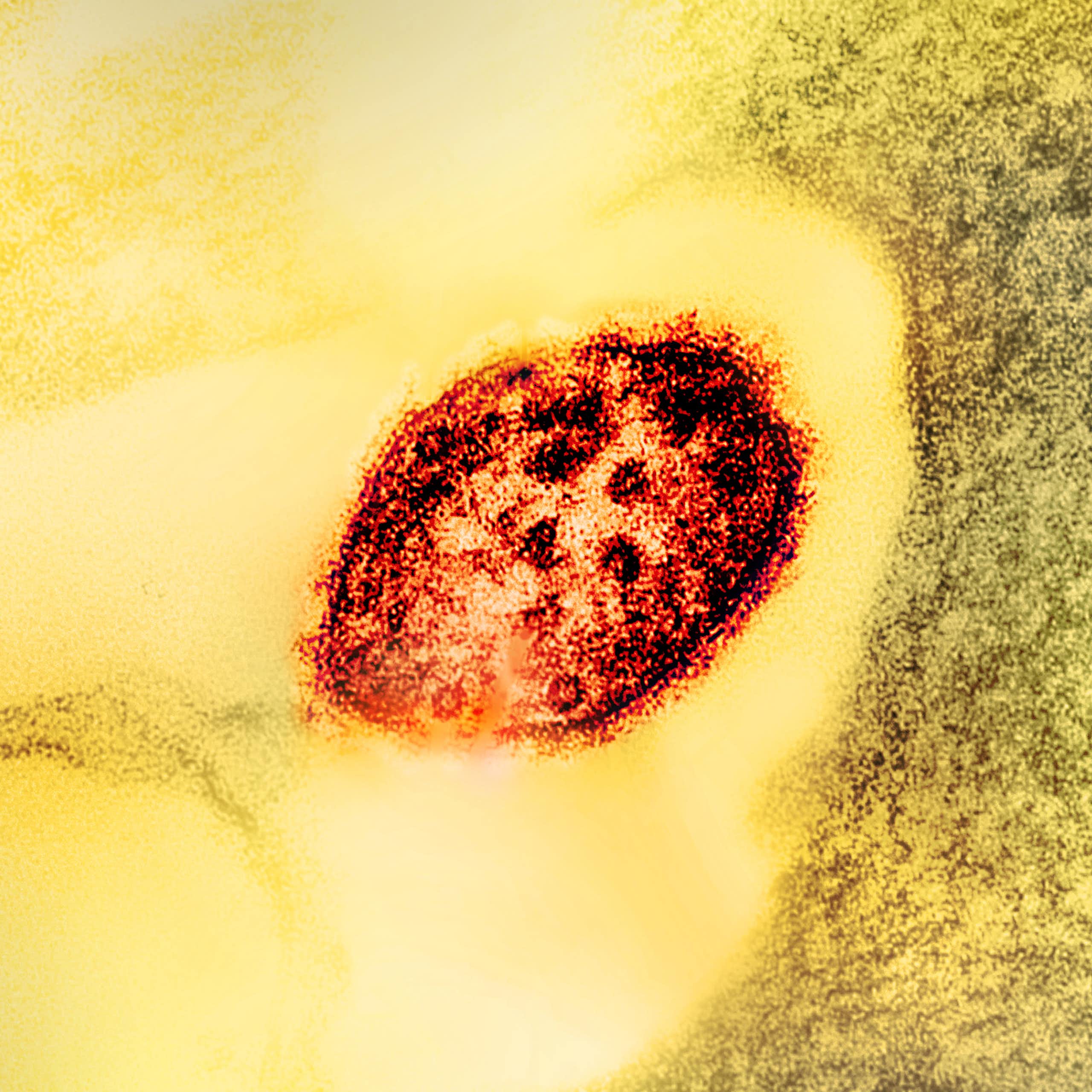 Microscopic view of a red almond-shaped virus particle on a yellow background