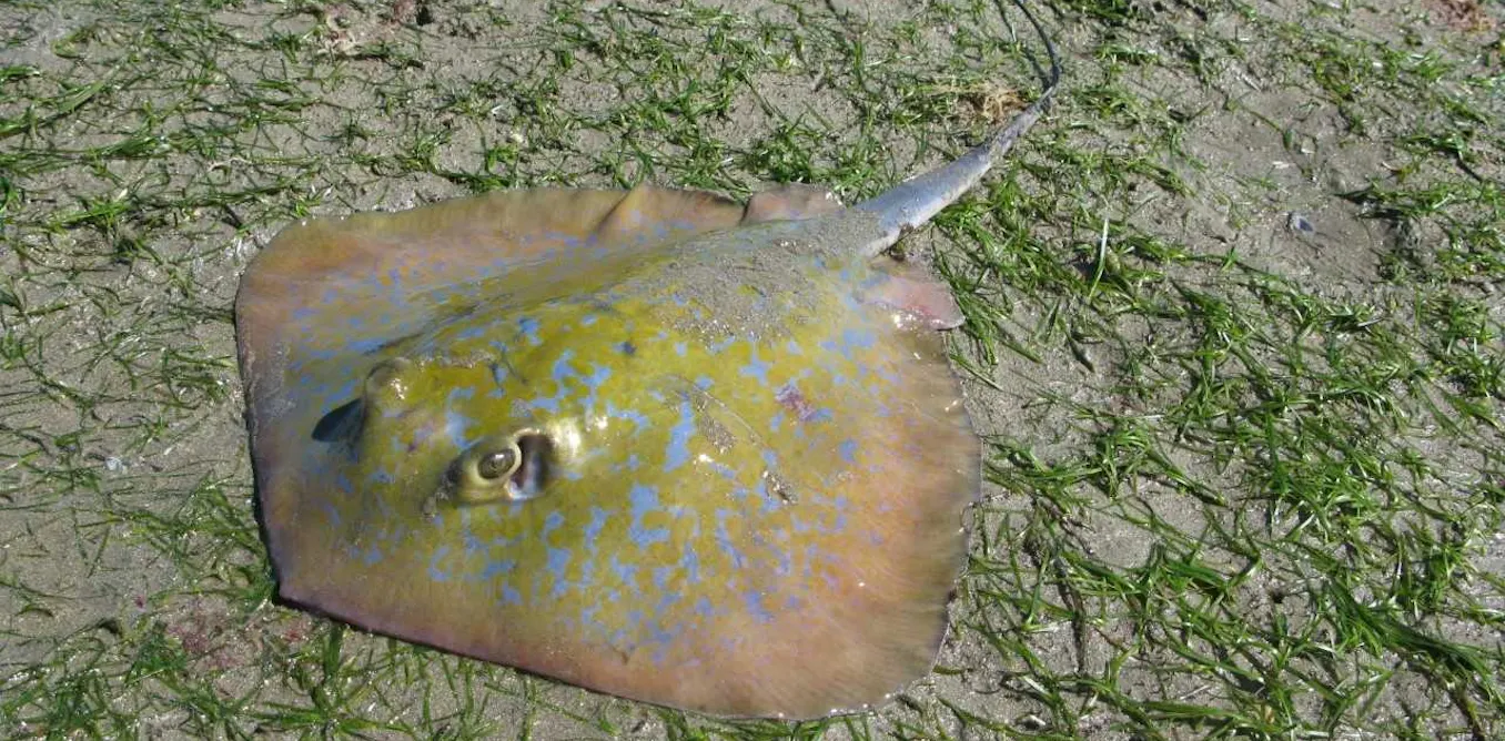 Stingray sand ‘sculpture’ on South Africa’s coast may be oldest example ...