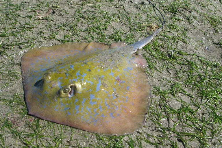 A greyish-blue disc-shaped marine creature with blue spots in shallow fresh water