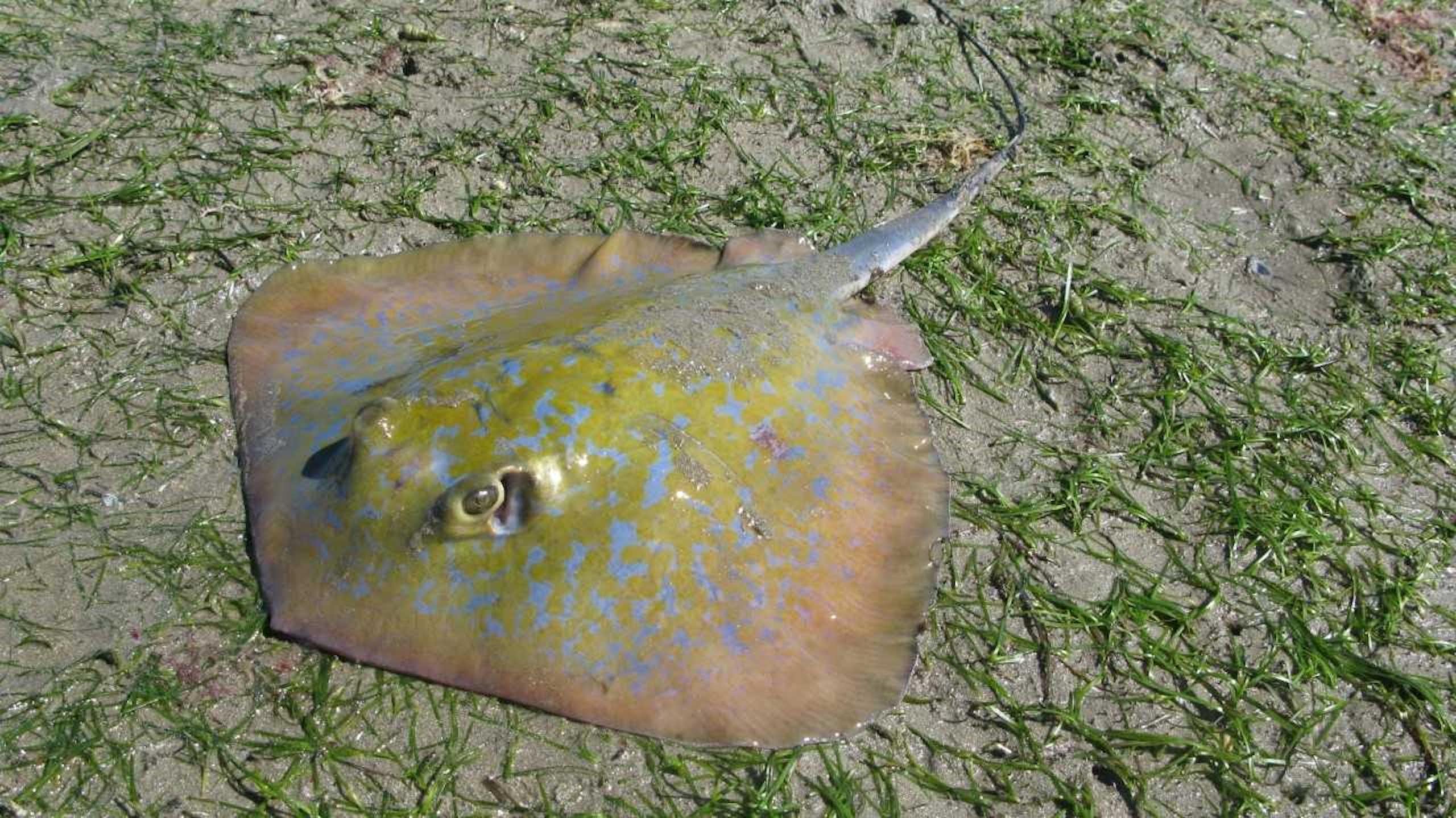 A greyish-blue disc-shaped marine creature with blue spots in shallow fresh water