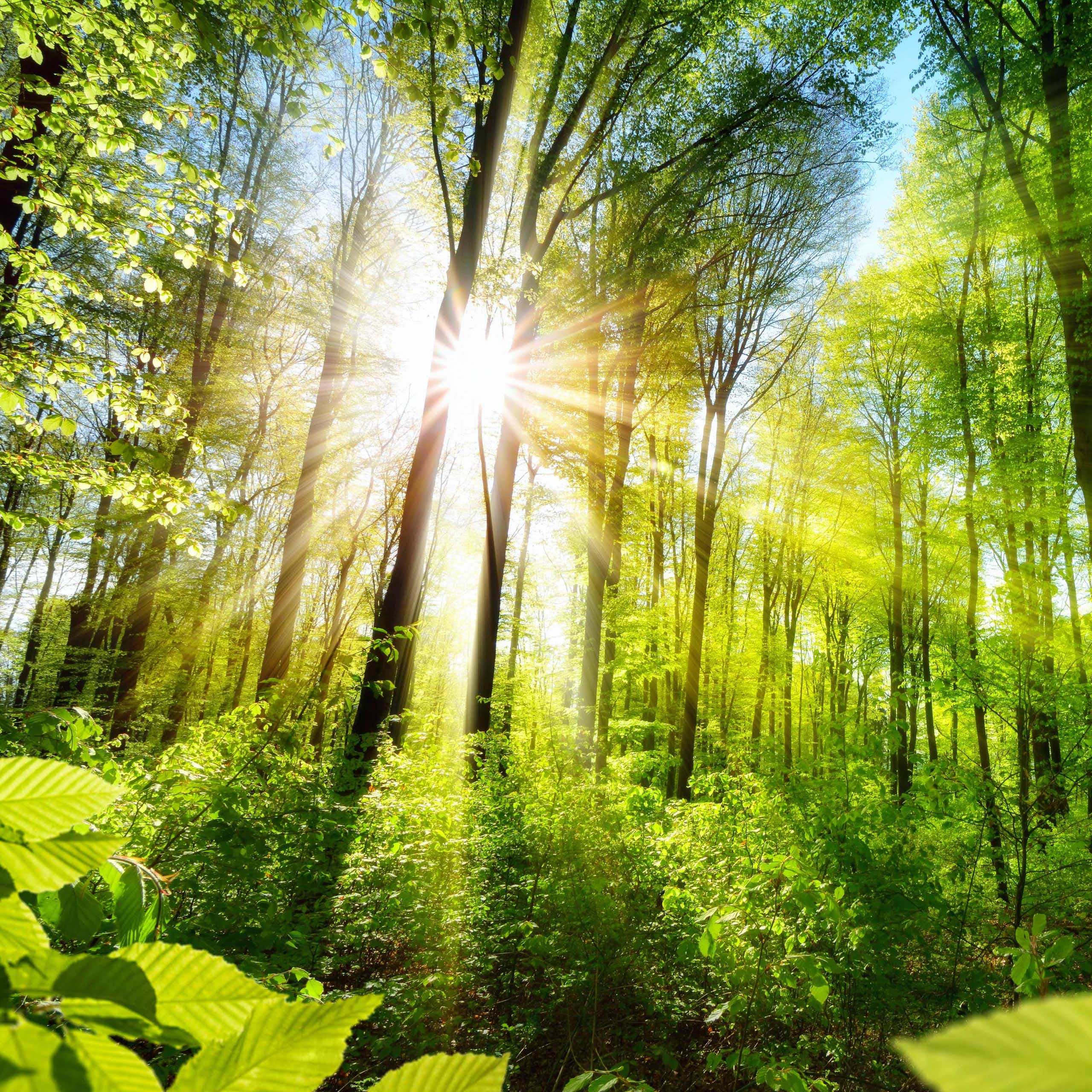 Medir las constantes vitales de los bosques en tiempo real para conservarlos y protegerlos