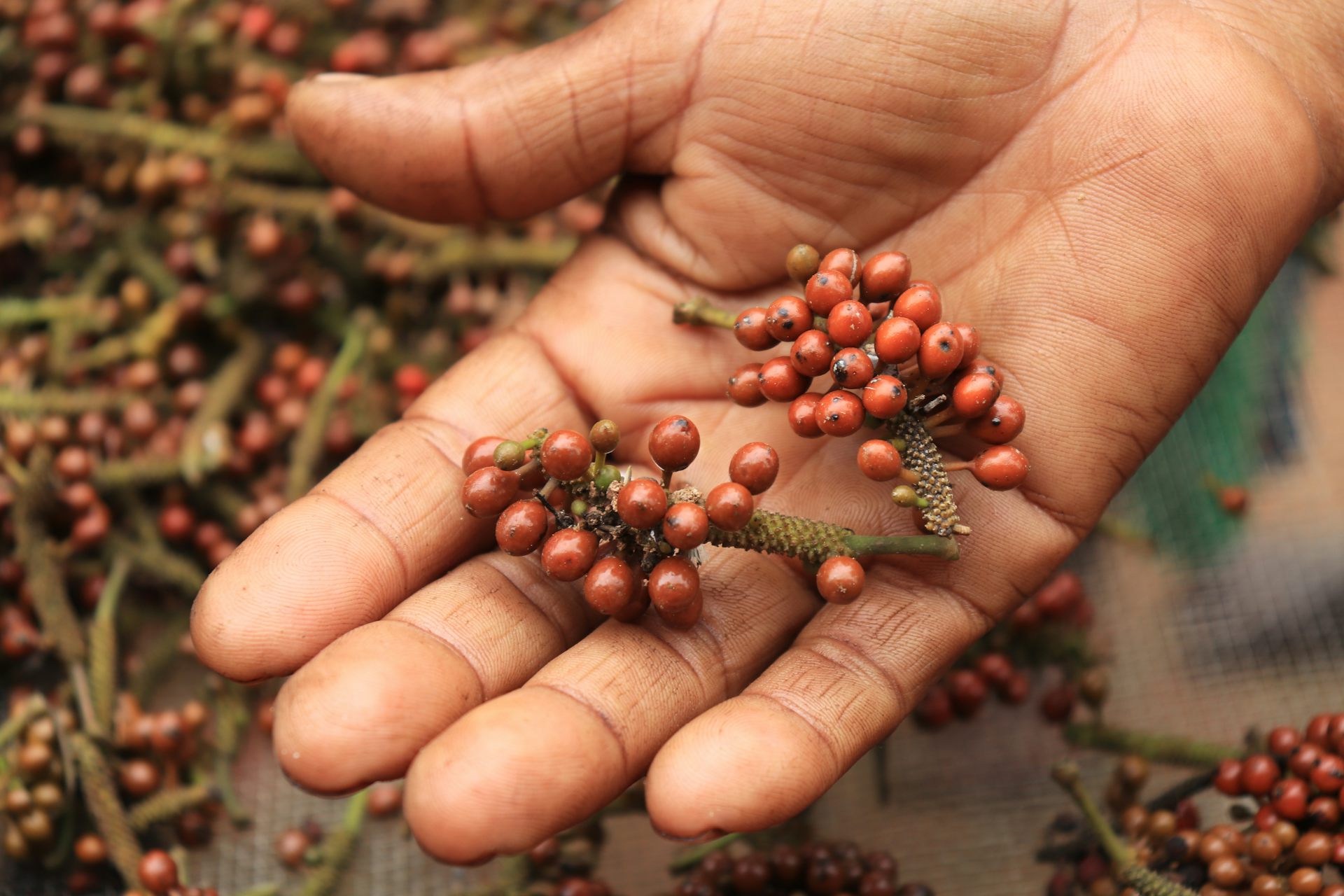 Madagascar's Wild Peppers - From the Wild to the Domesticated