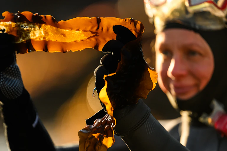 Snorkeller in black wetsuit with hood and snorkel mask holds up orange-brown piece of kelp seaweed, blurry background
