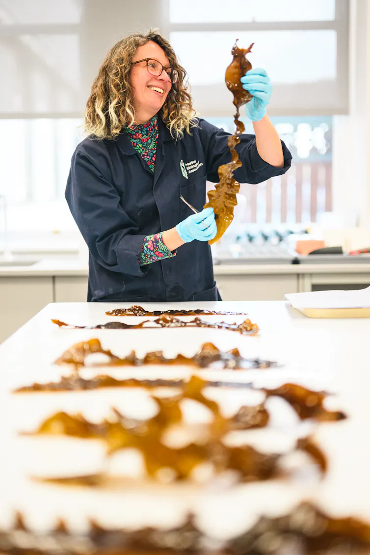 Woman holding up kelp frond in lab, table in front of her with blurry kelp samples laid out