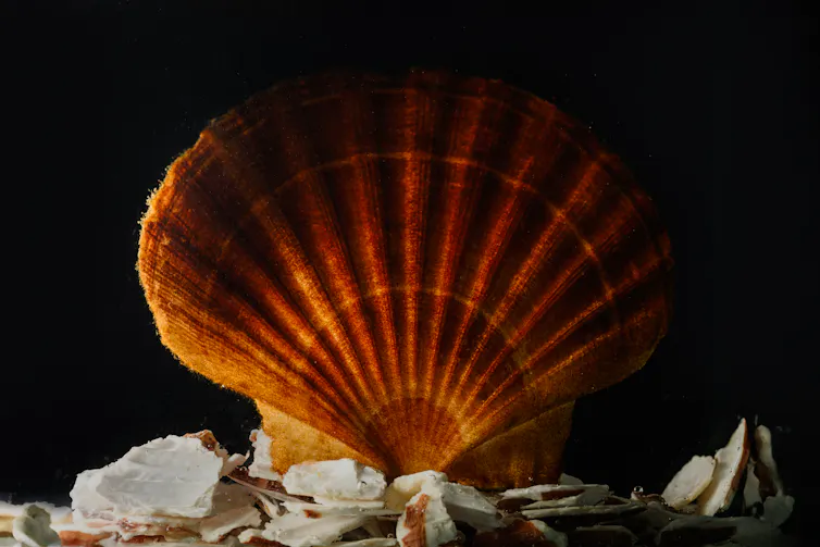 Black background, bright orange scallop shell with red brown furry roots of kelp showing